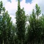 Noorse esdoorn (Acer platanoides 'Emerald Queen')